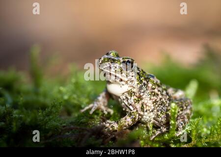 Ein gewöhnlicher Petersilienfrosch (Pelodytes punctatus), fotografiert im Norden Portugals. Stockfoto