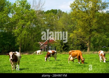 Kühe und traditioneller Bauernhof in Achterhoek im Osten Hollands Stockfoto