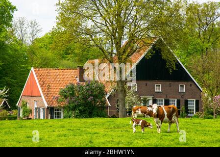 Kühe und traditioneller Bauernhof in Achterhoek im Osten Hollands Stockfoto