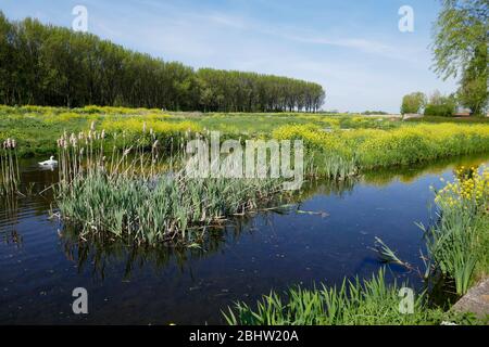 Landschaftlich reizvolle Aussicht auf das Ackerland in Delfland im westlichen Teil Hollands Stockfoto