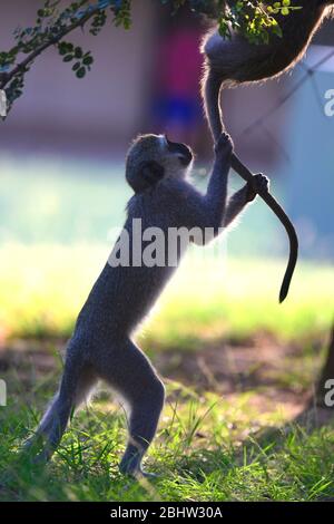 Verspielte, verwetene Affen im Krüger National Park, Südafrika Stockfoto