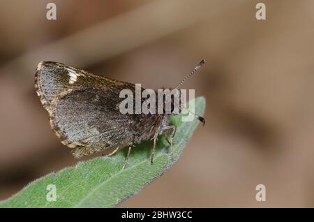 Gemeinsame Roadside-Skipper, Amblyscirtes vialis Stockfoto