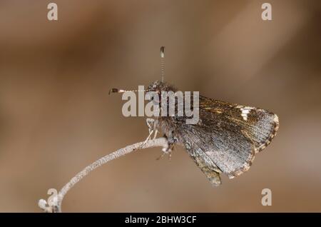 Gemeinsame Roadside-Skipper, Amblyscirtes vialis Stockfoto
