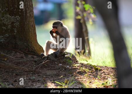 Verspielte, verwetene Affen im Krüger National Park, Südafrika Stockfoto