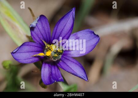 Schwitzbiene, Augochlorella sp., Futter auf blauäugigen Gras, Sisyrinchium sp. Stockfoto