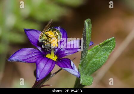 Schwitzbiene, Augochlorella sp., Futter auf blauäugigen Gras, Sisyrinchium sp. Stockfoto