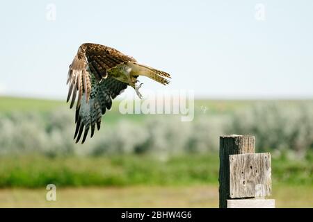 Seitenansicht eines Red-tailed Hawk beim Flug Stockfoto
