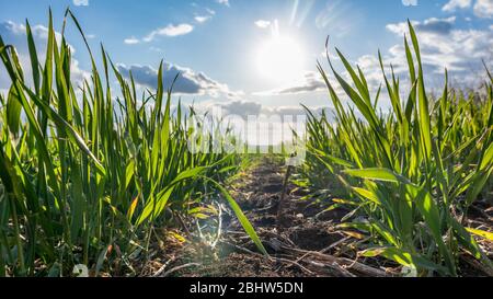 Junge grüne Weizengras Sprossen Feld. Blick vom Boden zwischen Reihen mit Sonne am Frühlingstag in der Landschaft, Landwirtschaft Nahaufnahme. Landschaftlich reizvoll Stockfoto