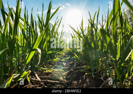 Junge grüne Weizengras Sprossen Feld. Blick vom Boden zwischen Reihen mit Sonne am Frühlingstag in der Landschaft, Landwirtschaft Nahaufnahme. Landschaftlich reizvoll Stockfoto
