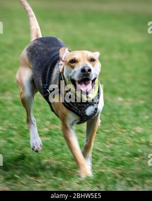 Ein Beagle-Mix, der über das Gras in einem Hundepark läuft. Selektiver Fokus auf das Gesicht, während der Rest seines Körpers entsprechende Bewegungsunschärfe hat. Stockfoto