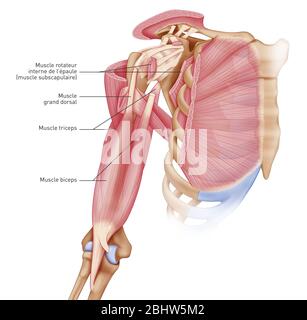 Medizinische Illustration, die die Muskeln der Schulter-, Gelenk- und Schultermuskulatur darstellt. Die Gelenkkapsel, die Bänder, die kleine Pectoralis Stockfoto