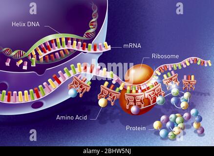 Herstellung von Proteinen durch die Übersetzung von Boten-RNA.die DNA-Helix öffnet sich.die Boten-RNA oder ein DNA-Fragment, das aus der Nachfolge von Ord besteht Stockfoto