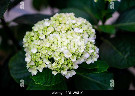 Lime Rickey Hortensia ist eine sehr robuste glatte Hortensia mit lidgrünen Blüten. Wenn die Blumen altern, werden sie Jadegrün. Die Blumen werden von V gehalten Stockfoto