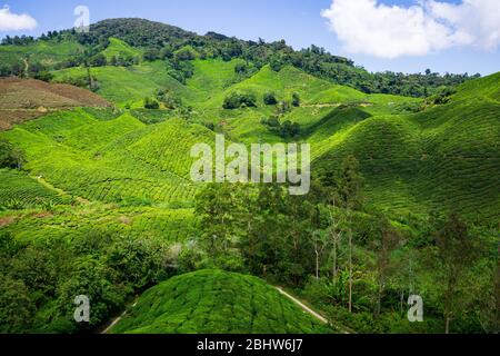 Die Boh Tea Company wurde 1929 gegründet und ist eine der berühmten Teemarken in Malaysia. Einer der Höhepunkte landschaftlich schönen Ort in Cameron Highlands, die V Stockfoto