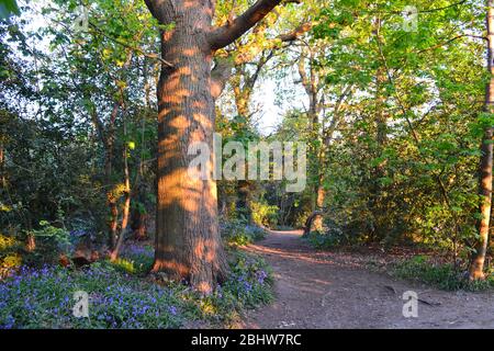 Szenen aus dem Beckenham Place Park, Mitte April, während der Sperrung des Coronavirus. Uralter Waldweg mit Eiche, Silberbirke und Blaubellen Stockfoto