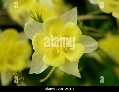 Columbine Golden Spur blüht im Frühling Stockfoto