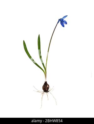 Scilla siberica, zeigt Knolle, Stiel, Blätter und Blume Stockfoto