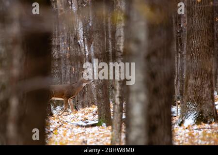 Erwachsene Weißschwanz Hirschbock Wandern während der Wisconsin-Rut im November, horizontal Stockfoto
