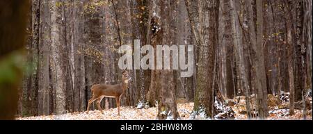 Erwachsene Weißschwanz (Odocoileus virginianus) Hirschbock während der Wisconsin-Rut im November, Panorama Stockfoto