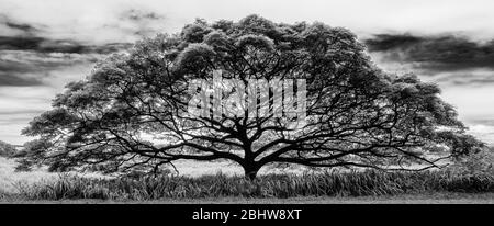 Schwarz-Weiß-Panorama des Affenpod-Baumes (Samanea saman) auf Hawaii Stockfoto