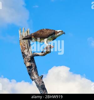 Fischadler isst Fisch auf einem toten Baum im Flamingo Camping. Everglades National Park. Florida. USA Stockfoto