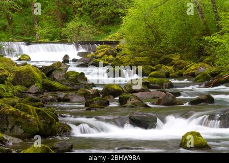 Frisch fließender Fluss in einem üppigen, grünen Frühlingswald am Tanner Creek in den Cascade Mountains von Oregon Stockfoto