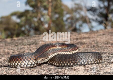 Australische Hochland-Kupferkopfschlange Stockfoto