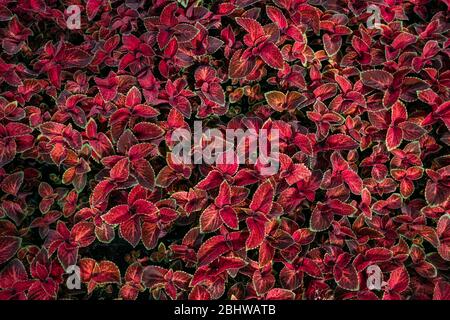 Pflanzen von Coleus blumei, Draufsicht. Coleus Laub Hintergrund. Stockfoto