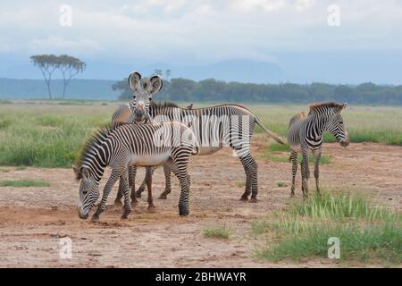 Gefährdete Grevy's Zebra, Samburu, Kenia Stockfoto