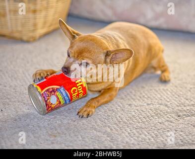 Ein Chihuahua Hund kaut auf einer leeren Dose Hormel Chili, um die letzten Spuren von leckerem Chili vom Boden der Dose zu bekommen. Stockfoto