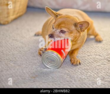Ein Chihuahua Hund kaut auf einer leeren Dose Hormel Chili, um die letzten Spuren von leckerem Chili vom Boden der Dose zu bekommen. Stockfoto