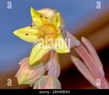 Blume der Echeveria Rosea. Eine Sukkulente Pflanze aus Mittelamerika, die aber oft als dekorative Hauspflanze verwendet wird. Dieses wird als Land benutzt Stockfoto