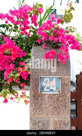 Nummer 24 (vierundzwanzig) auf einem Tor mit rosa Topfblumen. Stockfoto