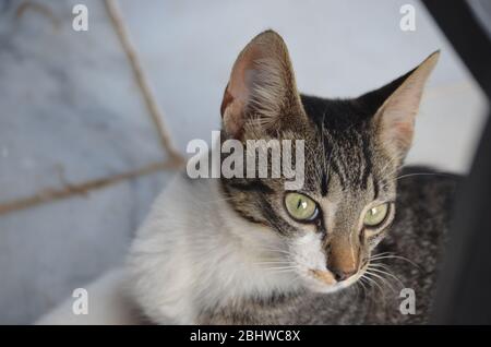 Foto von Katzen von der Straße Stockfoto