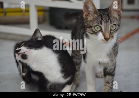 Foto von Katzen von der Straße Stockfoto