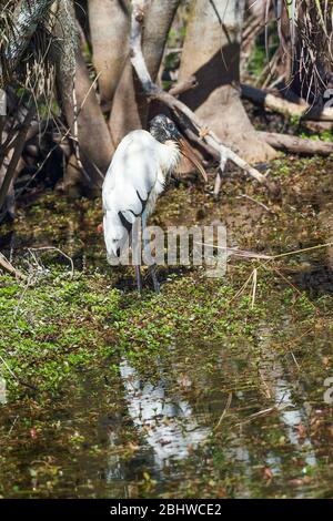 Der Holzstorch und seine Reflexion im Big Cypress National Preserve. Florida. USA Stockfoto