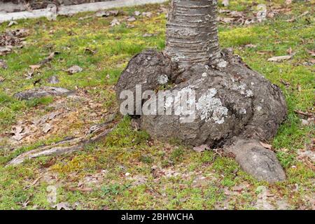 Ein großer Burl auf dem Boden eines schlanken Baumes, umgeben von Gras. Stockfoto