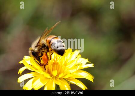 Natur: Eine Löwenzahn-Blume von leuchtend gelber Farbe mit einer Biene bestäubt sie, erschossen sehr nah an Makro. Stockfoto