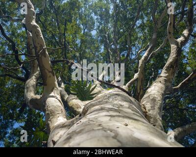 Der Baum von unten. Der Baum ist von unten mit dem blauen Himmel in der Morgensonne gesehen. Stockfoto