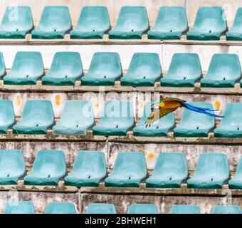 Blau-Gold-Ara fliegt an einem leeren Ständerteil in einem offenen Amphitheater im Steve Irwin's Australia Zoo vorbei. Stockfoto