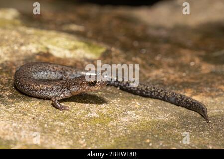Salamander von Valley und Ridge - Plethodon hoffmani Stockfoto