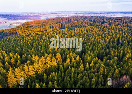 Fichtenwald im Morgenlicht, bei Egling, Tölzer Land, Drohnenaufnahme, Oberbayern, Bayern, Deutschland Stockfoto