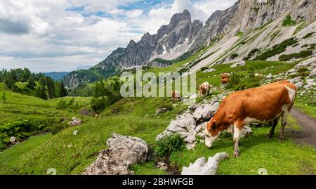 Wanderweg von der Adamekhütte zur Hofpuerglhütte, Kühe weiden auf der Almwiese, Blick auf Bergrücken mit Berggipfel Grosse Stockfoto