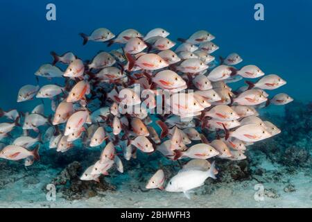 Fischschwarm Buckelfisch Rotbarsch (Lutjanus gibbus), Indischer Ozean, Nord Male Atoll, Malediven Stockfoto