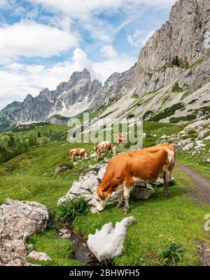 Wanderweg von Adamekhütte zur Hofpuerglhütte, Kühe auf Almwiese, Bergrücken mit Berggipfel Grosse Bischofsmütze, Salzkammergut Stockfoto