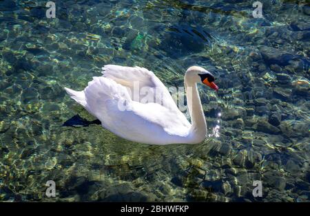 Mummer Schwan (cygnus olor) schwimmt im Vierwaldstättersee, Luzern, Schweiz Stockfoto