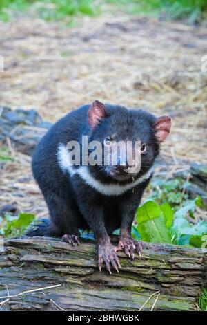 Tasmanischer Teufel sitzt auf einem Holzwerk und schaut in Richtung Kamera im Ulverston Conservation Park in Tasmanien, Australien. Stockfoto