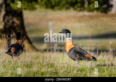 Ein Paar wilder Mallard drakes auf der Suche nach einem Partner auf einem offenen Hügel im Leven Valley in Tasmanien, Australien. Stockfoto