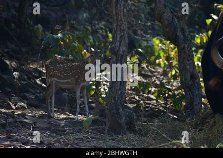 Spoted Hirsch ( Achse ) fressen Gras Stockfoto