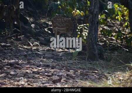 Spoted Hirsch ( Achse ) fressen Gras Stockfoto